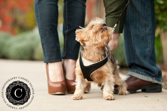cute dog engagment photo