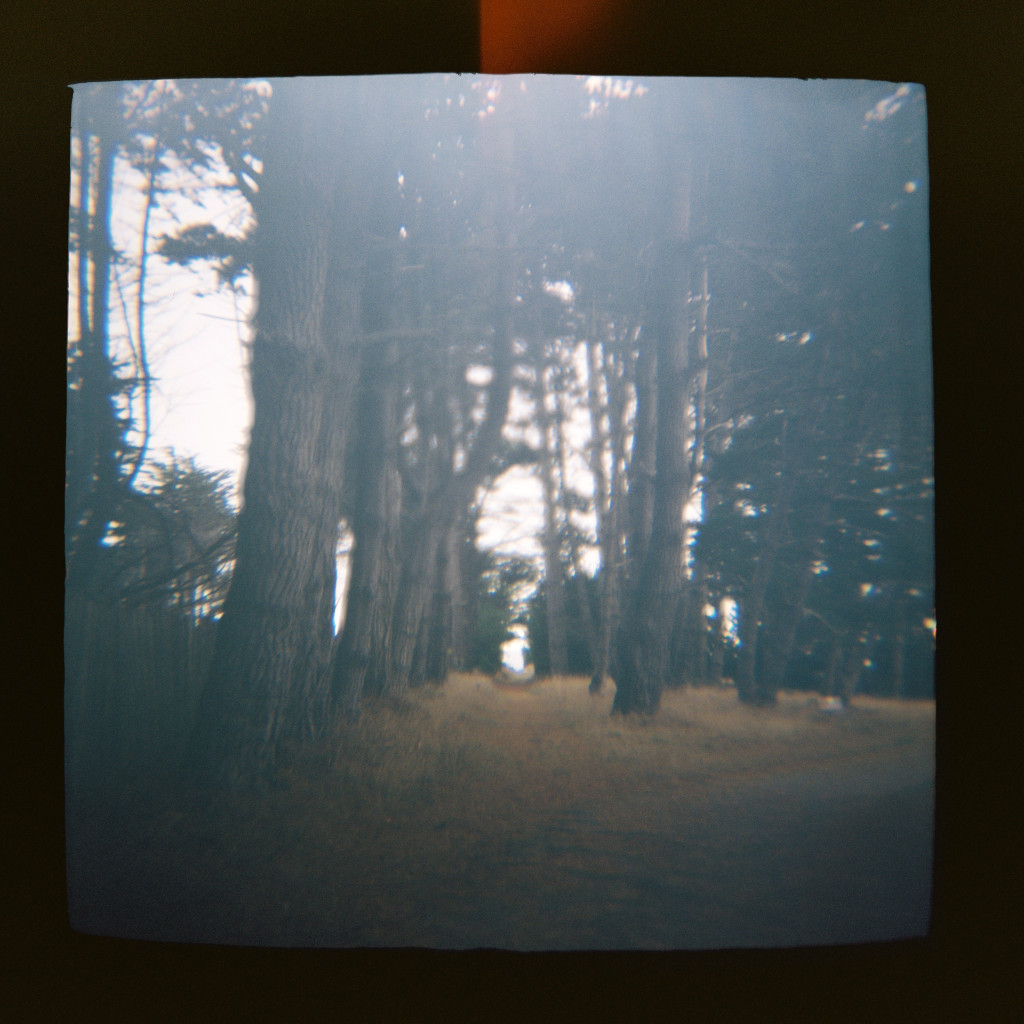 seaside forest Holga travel photos